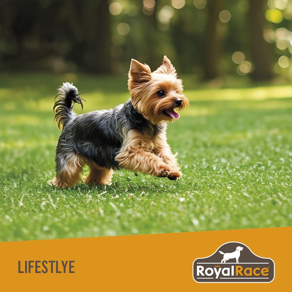 Perro Adulto Razas Pequeñas 4kg Royal Race - Image 4